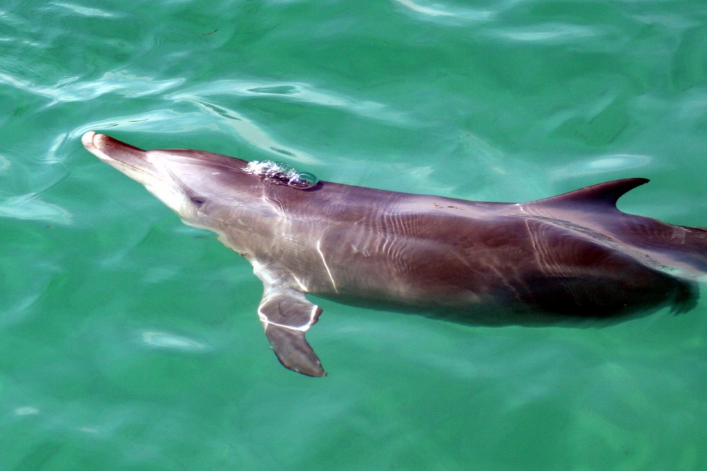 Shane Chalker Photography Dolphins Whales 30