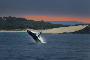 Whale/Dolphin Photography