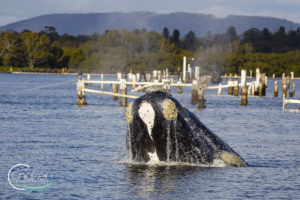 Southern Right Whale Forster 2021